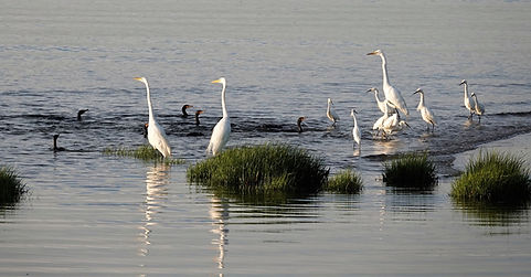 Egrets.jpeg