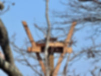 osprey on nest.jpeg