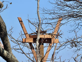 osprey on nest.jpeg