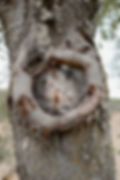 Detailaufnahme Baum