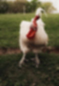 Huhn