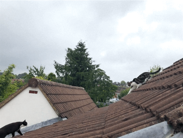 IMG_5666.GIF