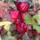 Miniatura: Hibiscus Bundle