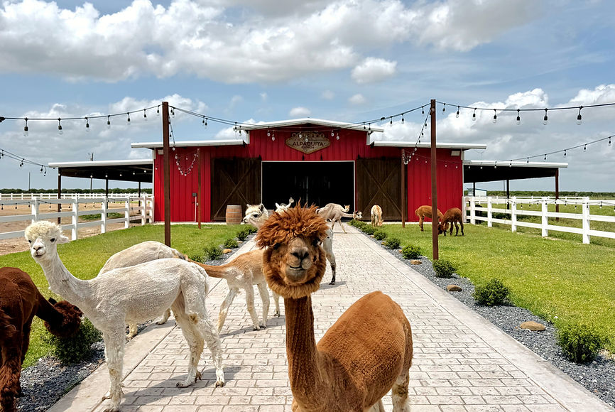 IMG_4526 (1)_edited_edited.jpg