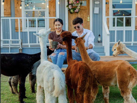 Cozy Stays & Alpaca Summer Days