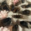 Thumbnail: Rough dark smoky quartz points