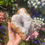 Thumbnail: Large quartz geode