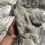Thumbnail: Large apophyllite cluster point