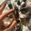Thumbnail: Rough dark smoky quartz points
