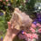 Thumbnail: Large Madagascan amethyst cluster