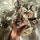 Thumbnail: Pink amethyst cluster 22b