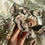 Thumbnail: Pink amethyst cluster 18a