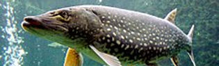225px-Esox_lucius_ZOO_1.jpg