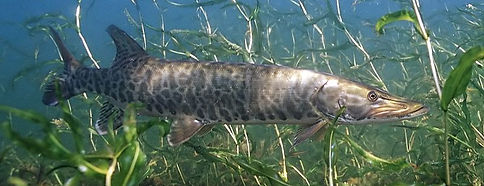 Esox_masquinongyeditcrop.jpg