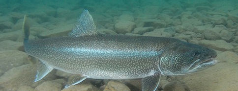 Lake-Trout-1.jpg
