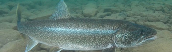 Lake-Trout-1.jpg