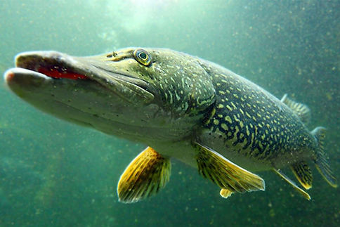 Northern-Pike.jpg