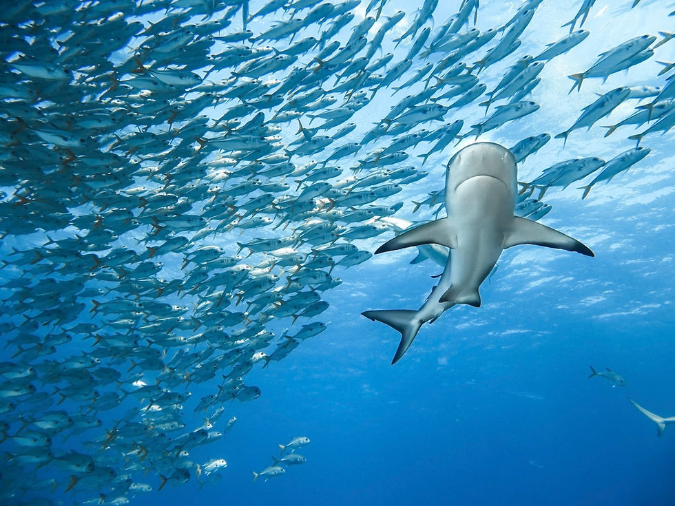 Caribbean Reef Fish and Sharks Thrive in a Healthy Ocean Environment