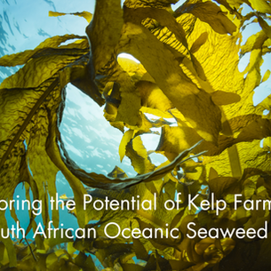 Exploring the Potential of Kelp Farming in the South African Blue Economy