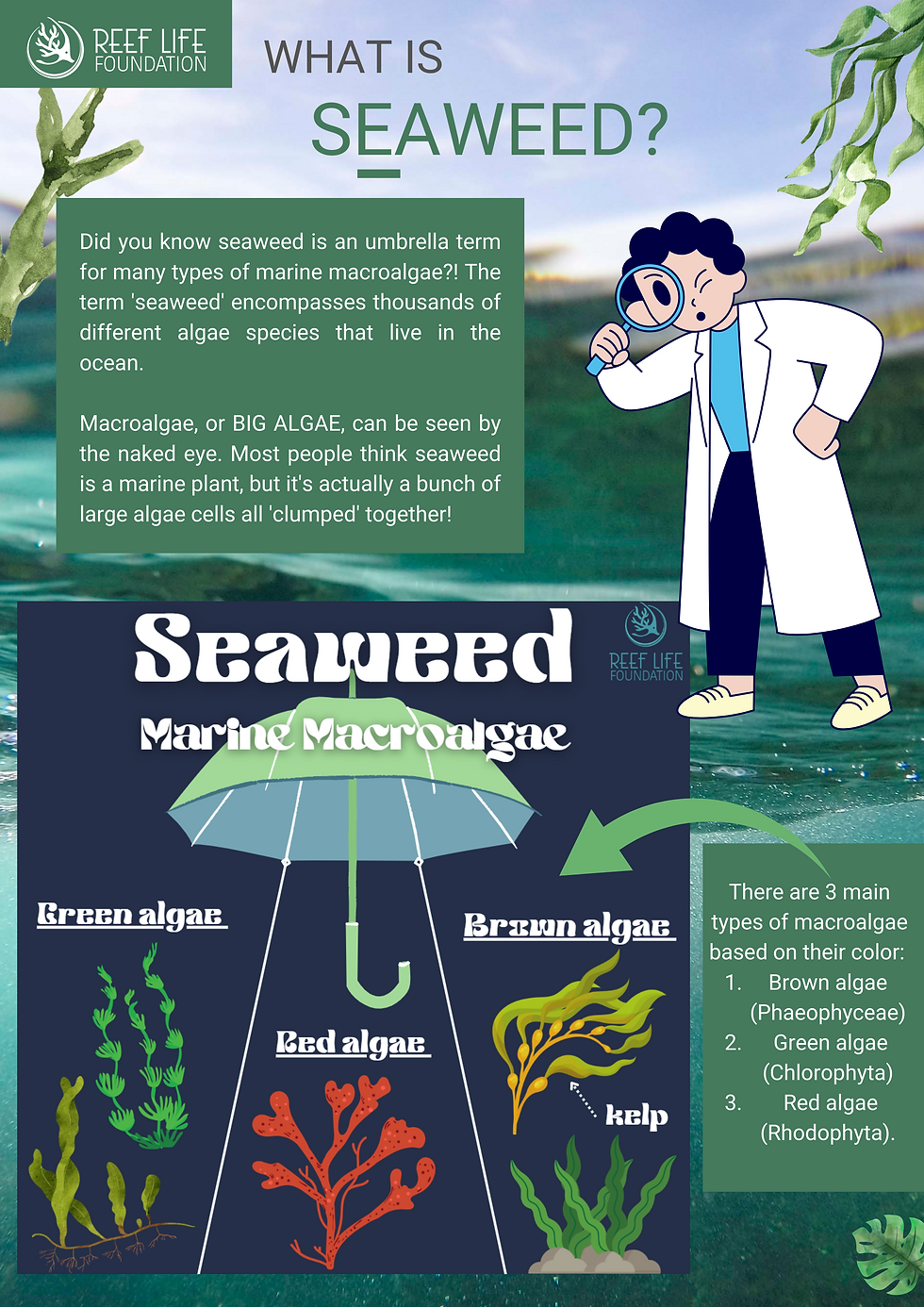 seaweed is marine macroalgae
