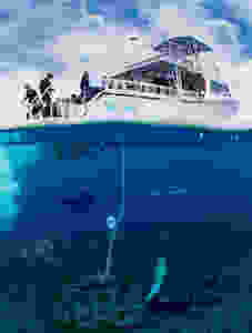 Coral Reef Habitat with Safe Anchor