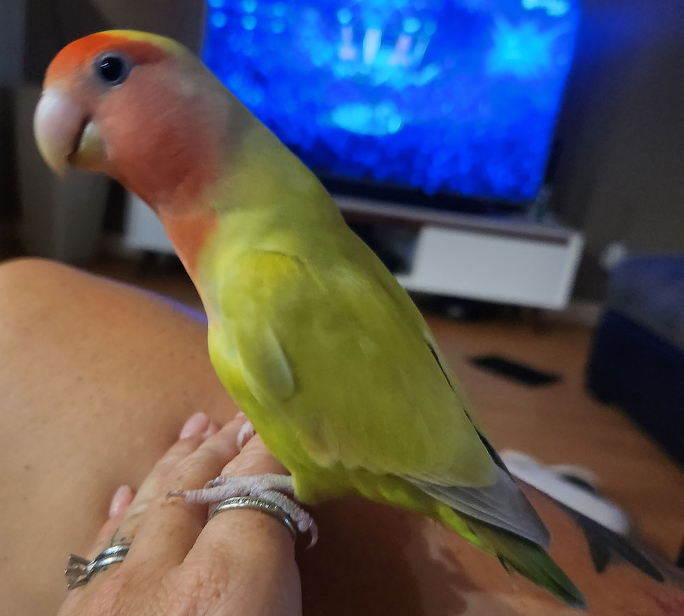 Thumbnail: Peach Face Love Birds