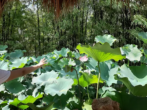 A woman's arm reaching to touch giant plants in the sunshine.