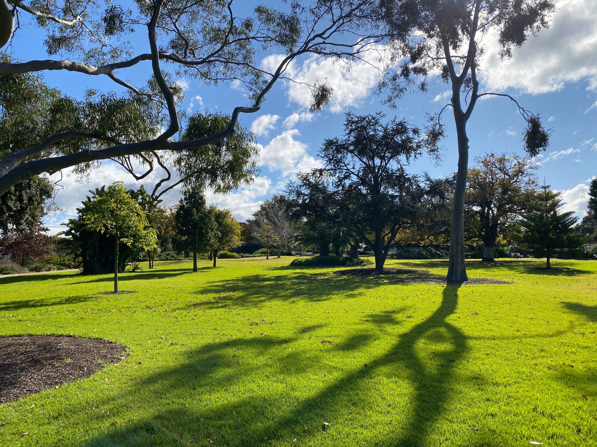 Sunlit lawns and mature gums in the H.V. McKay Memorial Gardens