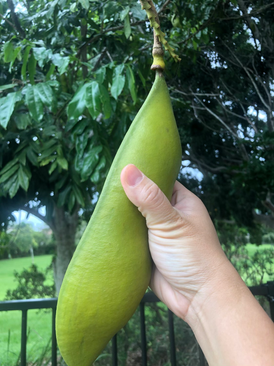 Hạt đậu khổng lồ - hay câu chuyện buồn về trái Cà Phê, Kentucky coffee tree