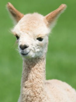Cria_edited