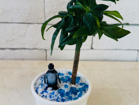 ハイドロカルチャーを作りました