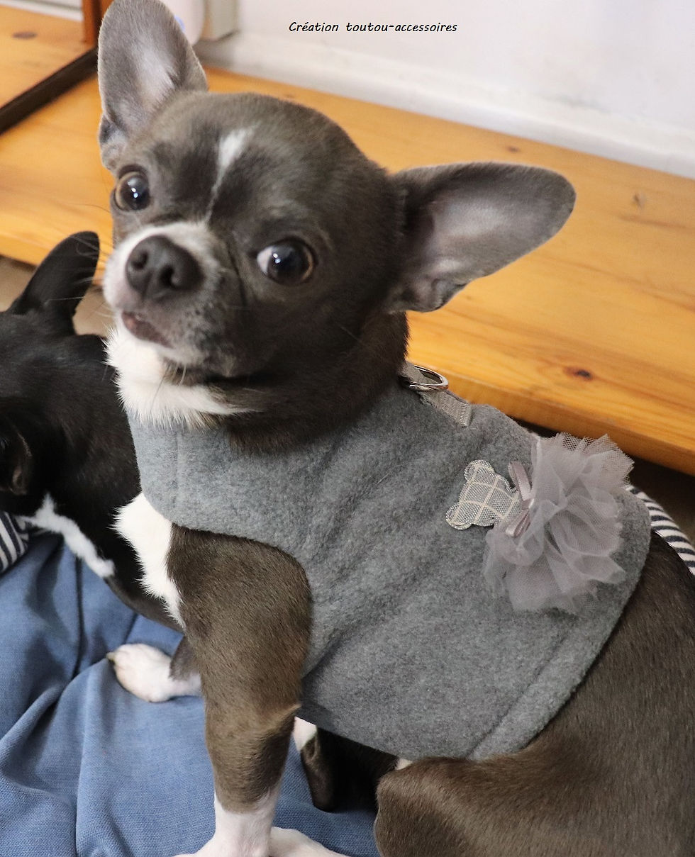 Harnais  "OURSON DANSEUR" pour Chihuahua et Petits chiens