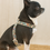 Miniatura: Harnais en Bio thane multi chiens