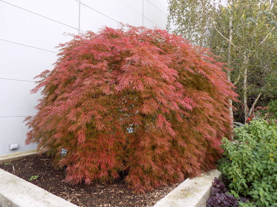 Japanese Maple Tamuke yama in Fall Color