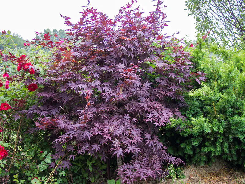 Japanese Maple Purple Ghost