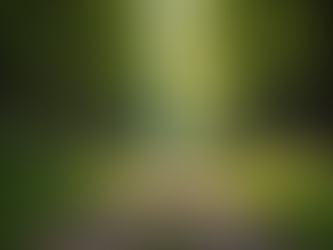 The Power of Mindfulness in Everyday Life