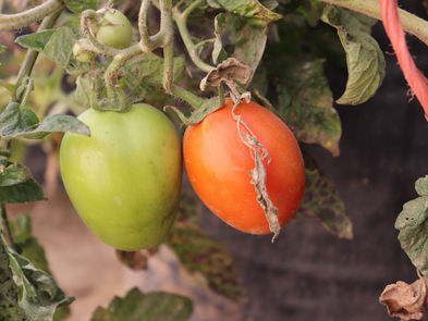DIF Capitalino refuerza el bienestar alimentario en el Día Mundial de la Alimentación |