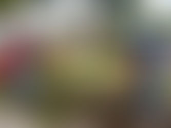 Gobierno de la Capital embellece la Plaza del Carmen con reforestación ornamental |