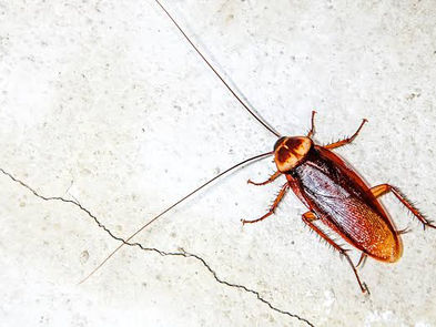 Este ingrediente de tu cocina promete ahuyentar las cucarachas de tu hogar |