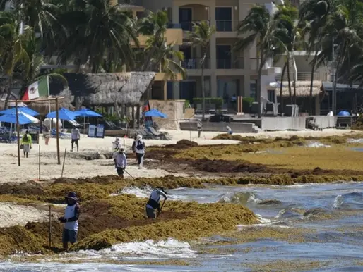 Impactante retorno del sargazo: Playa del Carmen y Tulum las más afectadas en México |