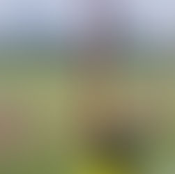 ¡SE METEN AL PARTIDO! VACAS IRRUMPEN EN CANCHA DE FUTBOL EN MICHOACÁN