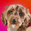 Thumbnail: Cockapoo Greeting Card