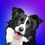 Thumbnail: Collie Greeting Card