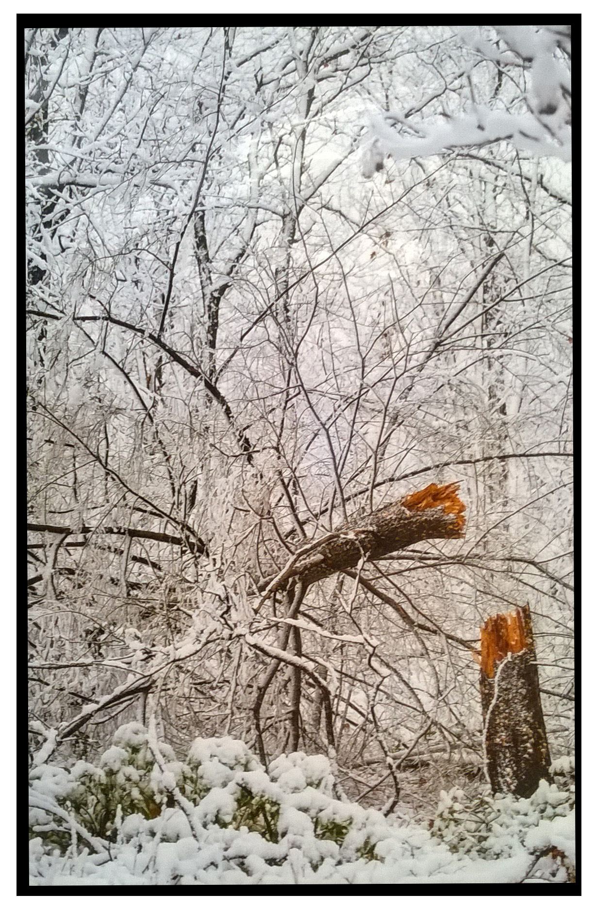 Rodrigo Gaby, "Branch in Snow: