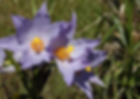 image (2).png