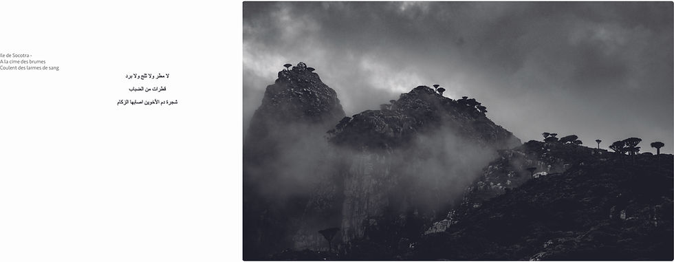 Miniature : Socotra - Des dragonniers et des hommes