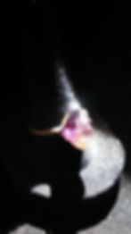 Thumbnail: Amethyst Ring size 8