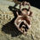 Thumbnail: Seashell Necklace
