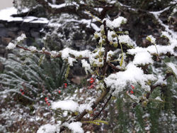 nieve en el monte