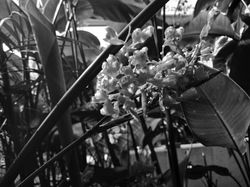 greengarden